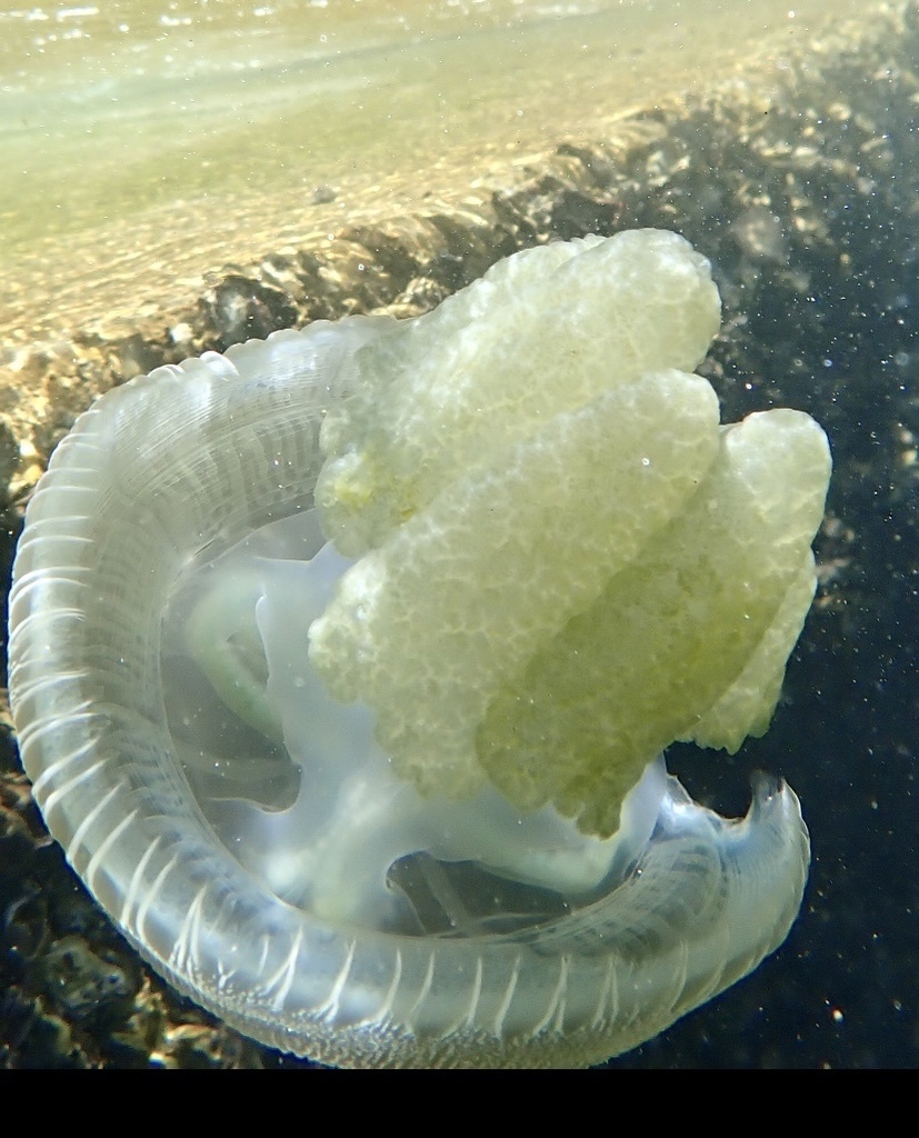 Blue Blubber Jelly From Parsley Bay, Vaucluse, NSW, AU On October 30 ...