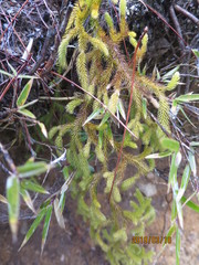 Lycopodium japonicum