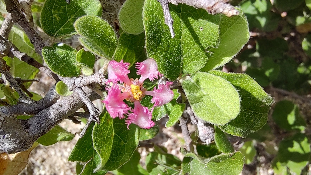 Malpighia diversifolia (Malpighia diversifolia)