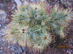 Pinus armandi mastersiana