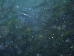 Bolinopsis microptera