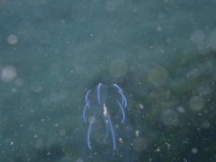 Bolinopsis microptera