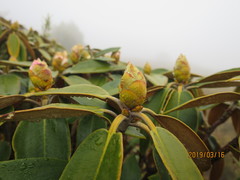 Rhododendron hyperythrum