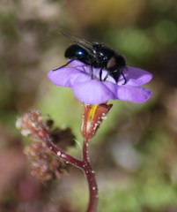 Copestylum comstocki