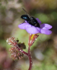 Copestylum comstocki