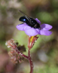 Copestylum comstocki