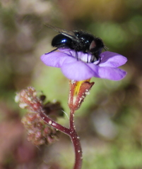 Copestylum comstocki