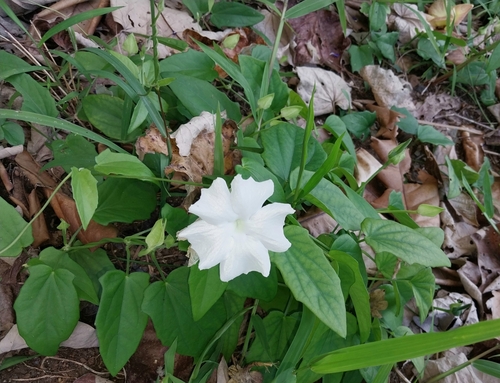 Whitelady (Thunbergia fragrans)