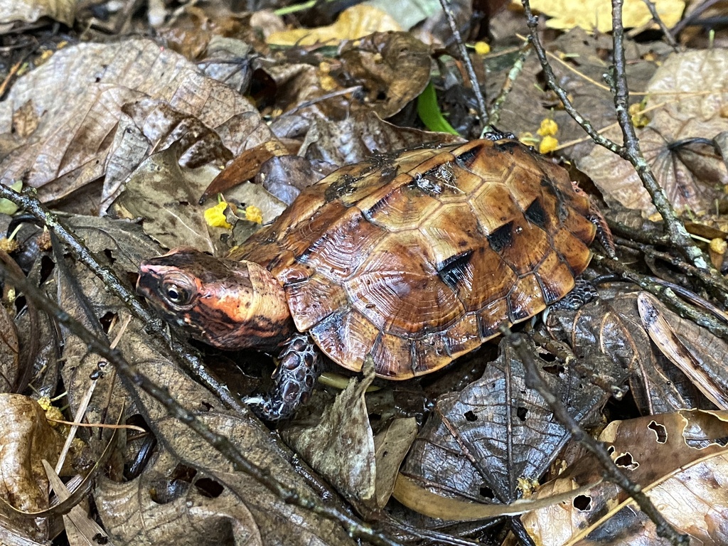 Ryukyu black-breasted leaf turtle in April 2022 by Tね · iNaturalist