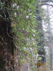 Hydrangea integrifolia