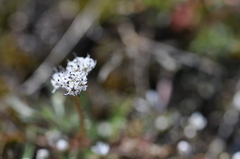 Lomatium gormanii