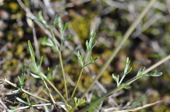 Lomatium gormanii