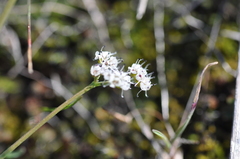 Lomatium gormanii
