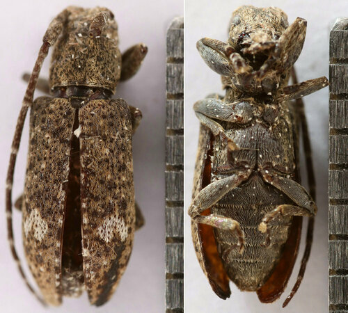 Ropica chinensis