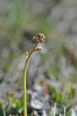 Micranthes integrifolia