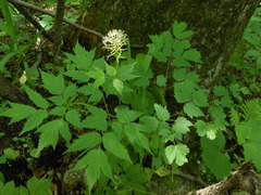 Actaea asiatica