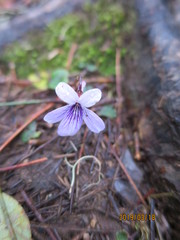 Viola formosana