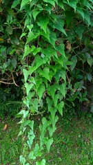 Dioscorea collettii
