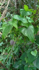 Dioscorea collettii
