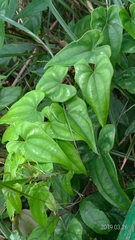 Dioscorea collettii