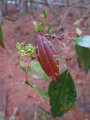Viburnum propinquum