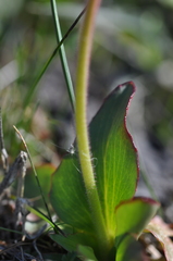 Micranthes integrifolia