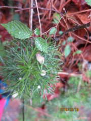 Artemisia morrisonensis