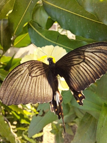 Common Mormon Swallowtail