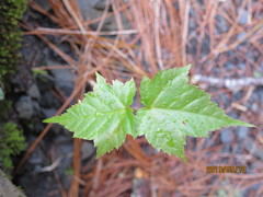 Acer morrisonense