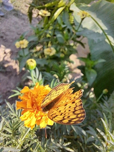 Common Leopard