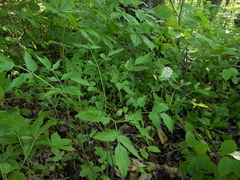 Actaea asiatica