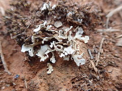 Siphula coriacea