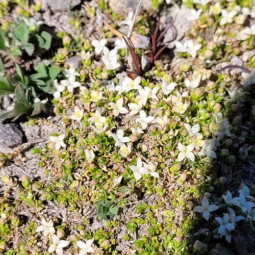 Image of Galium perpusillum by (c) Julia Palmer, some rights reserved (CC BY-SA)
