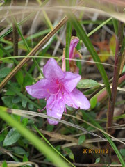 Rhododendron noriakianum