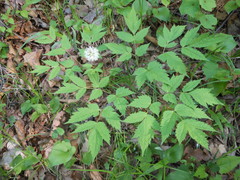 Actaea asiatica