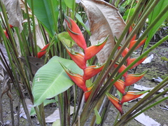 Heliconia bihai