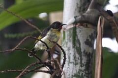 Sulphur-Breasted Myzomela photo 5