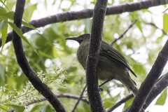 Kikau