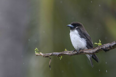 Fiji Woodswallow photo 5