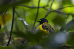 Tongan Whistler photo 5