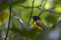Tongan Whistler photo 4