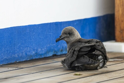 Kermadec Petrel