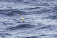 Gould's Petrel photo 5