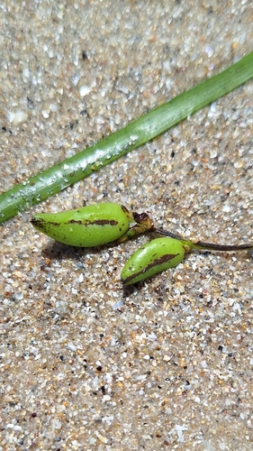 Image of Posidonia australis by no rights reserved