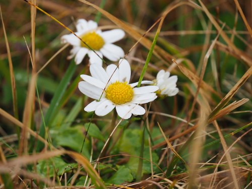 Chrysanthemum arcticum iNat (2)