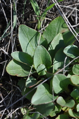 Micranthes integrifolia