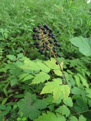 Actaea asiatica