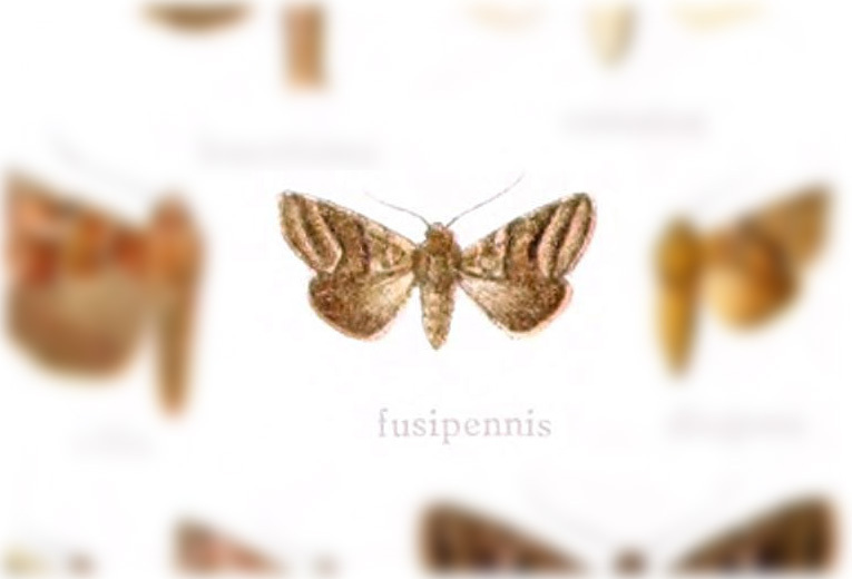 Phuphena fusipennis
