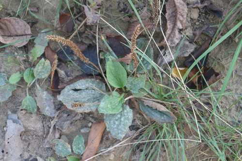 skorocel väčší (Plantago major)