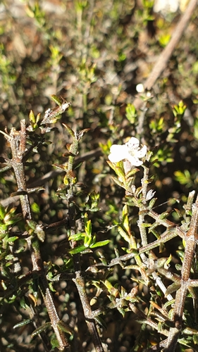 Image of Westringia rigida by (c) Rosalie Lawrence, some rights reserved (CC BY)